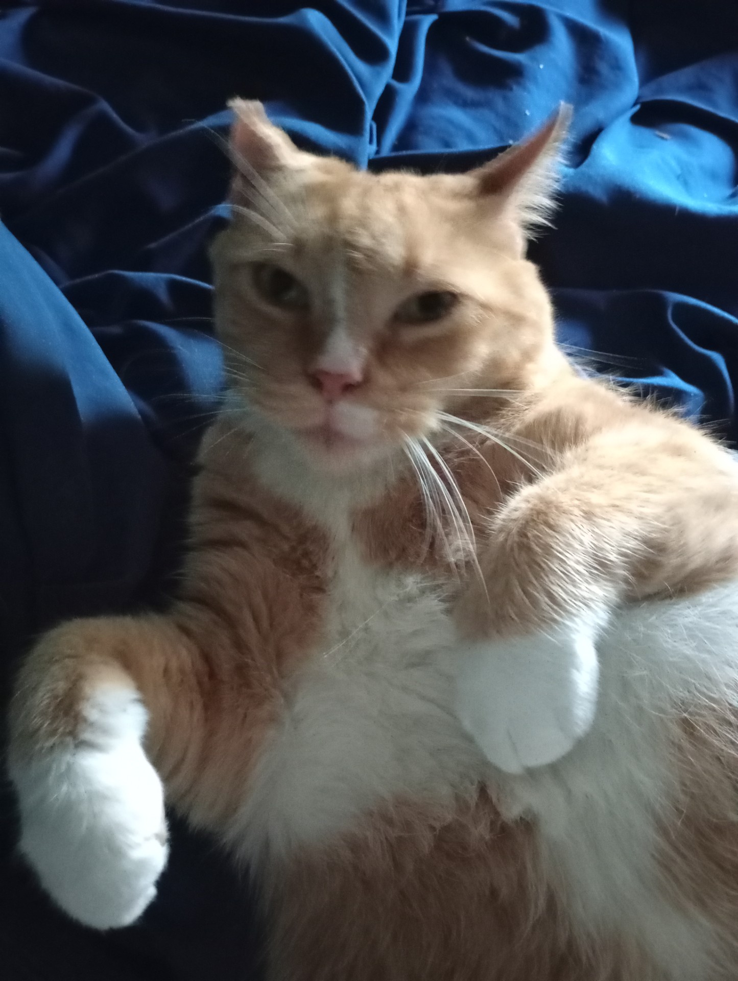 Pancake the Cat