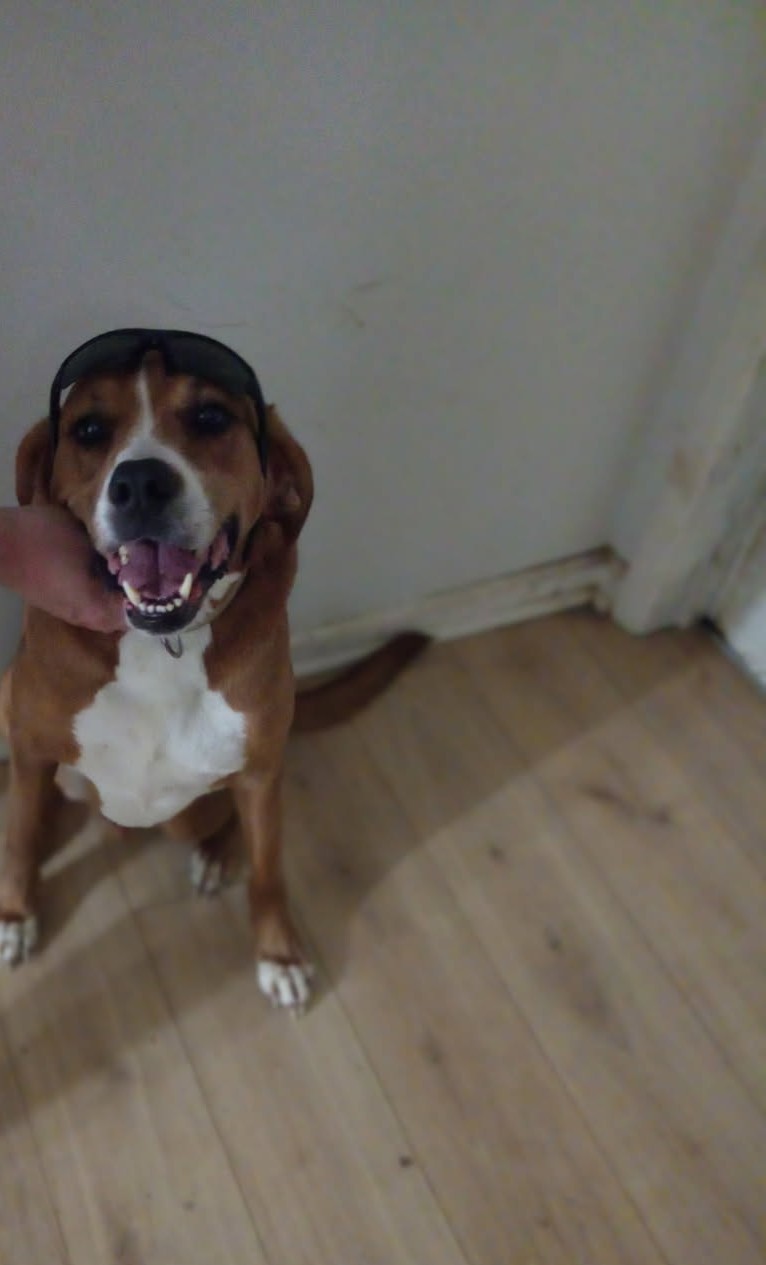 A Customer's Dog