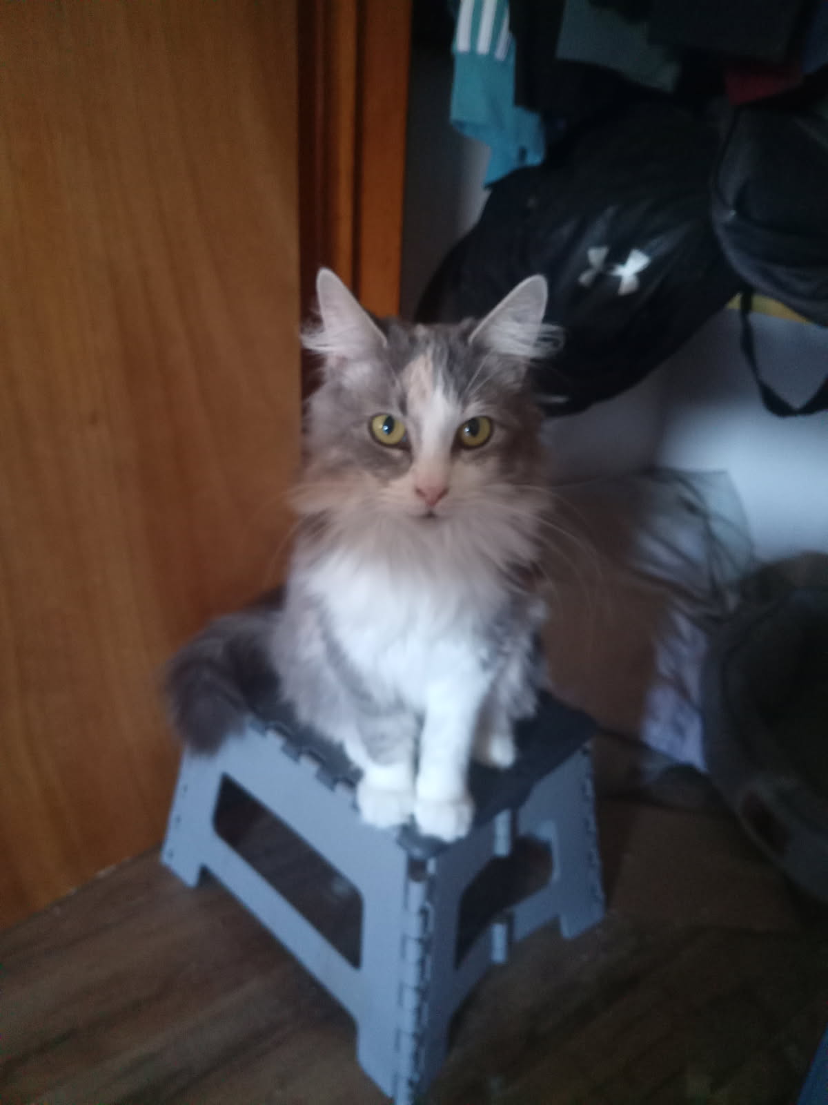 A Customer's Cat